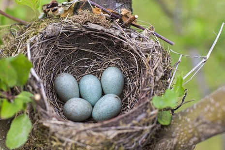 Birds nest with blue eggs. Credit - Shutterstock