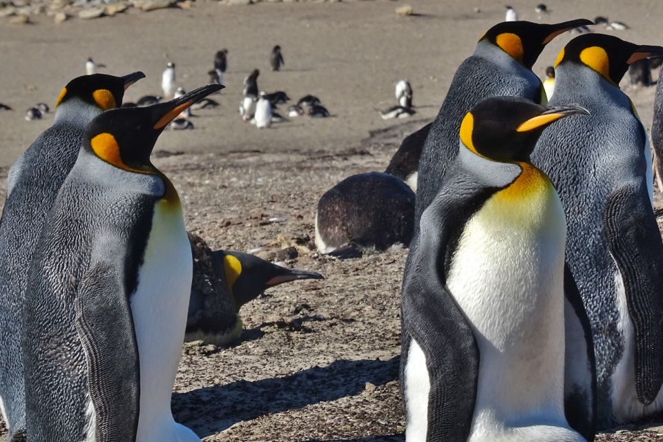 Pinguinos Islas Falkland