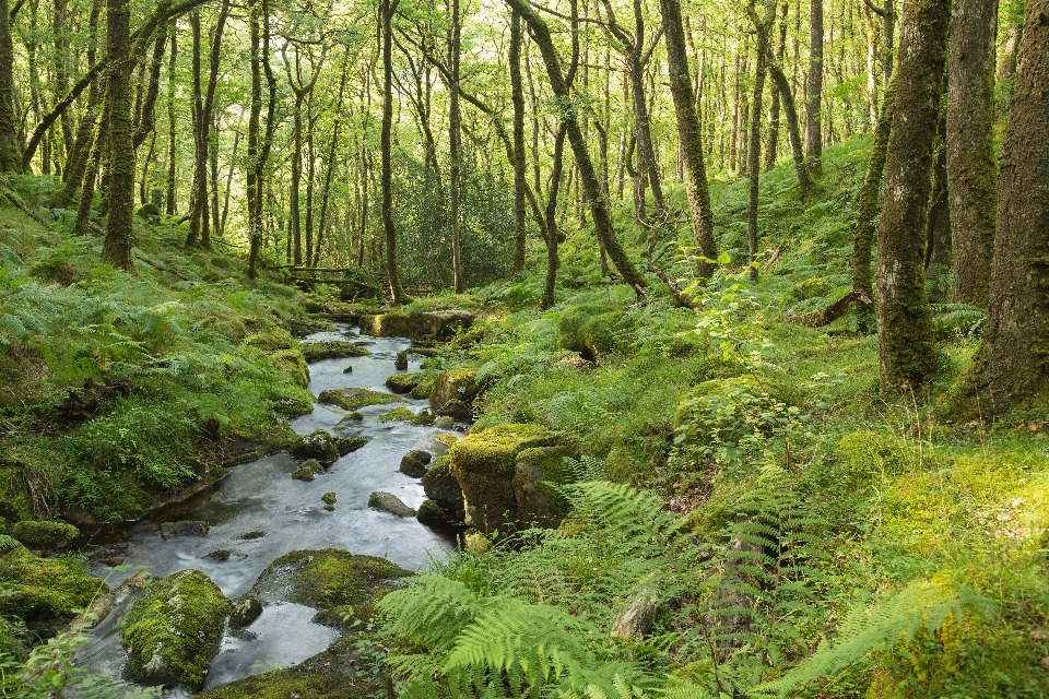 New Independent Chair for Dartmoor Land Use Management Group