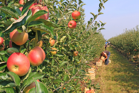 an apple orchard