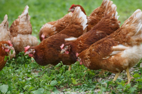 Image of chickens on a free range farm