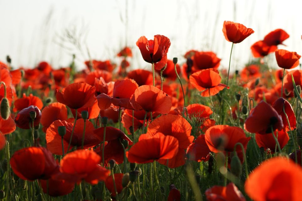 A field of poppy flowers