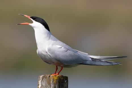 Photograph of a common tern - image credited to Adam Wells