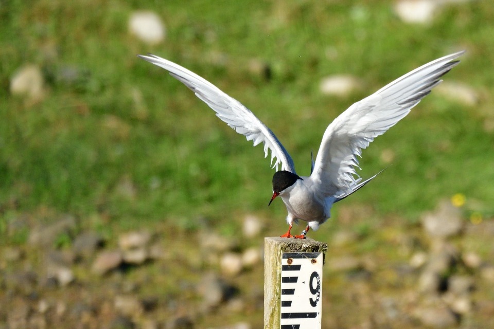‘Terning’ the tide for seabird decline in Lancashire