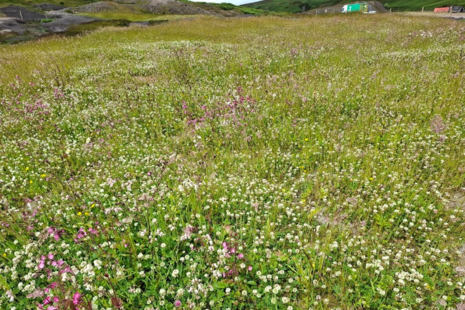 Vegetation growth at Great Eggleshope Beck a year after the trial.