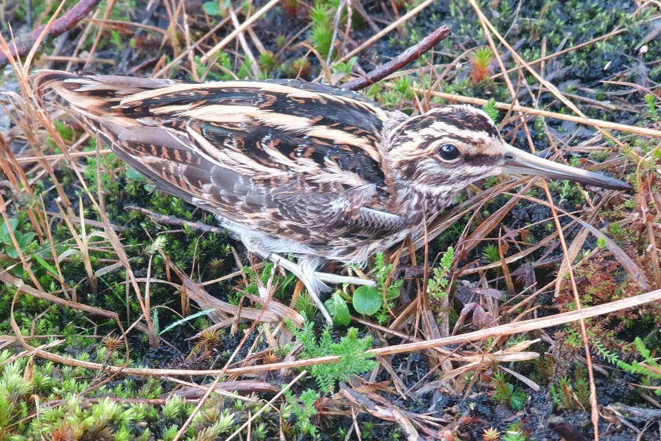 UK First: Tech Tracks Rare Wading Bird