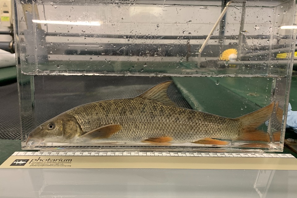 Angler-driven Citizen Science study on barbel stocking - GOV.UK