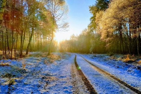 A frosty ground with sunrise breaking through trees in the distance.