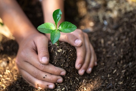 A hand holding seedlings on fertile soil. Credit: iStockPhoto