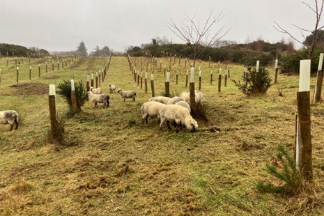 Sheep grazing in a field with rows of tree saplings. Crown copyright 2025.