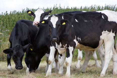 Image of cows