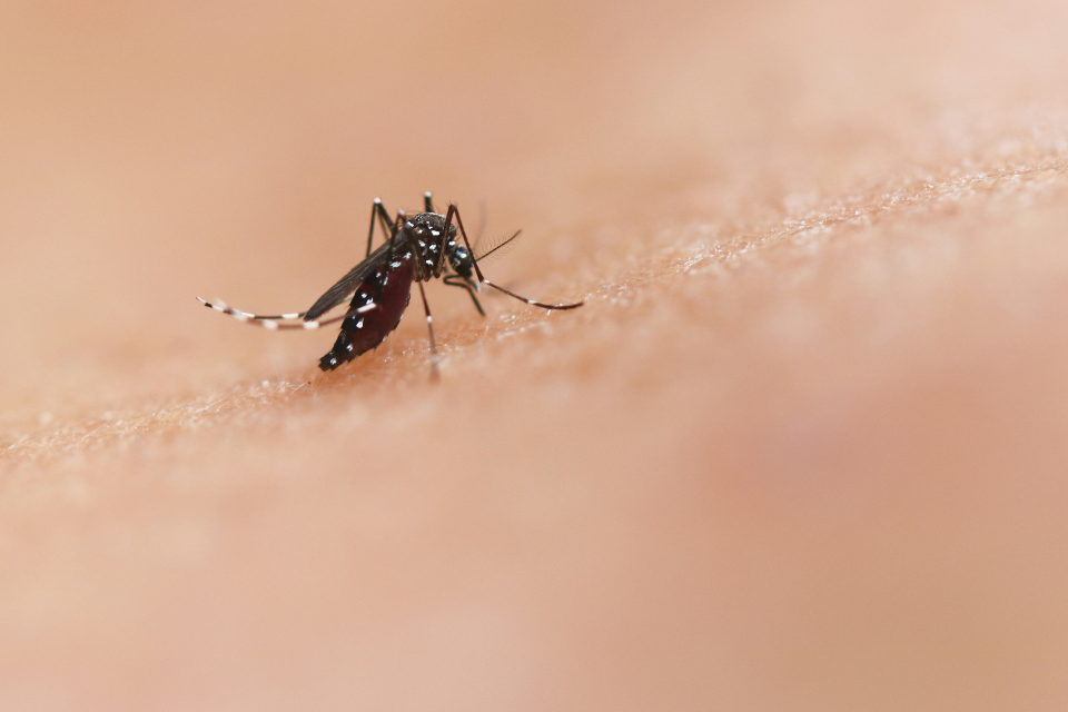 IXCHIQ vaccine approved to protect adults against Chikungunya