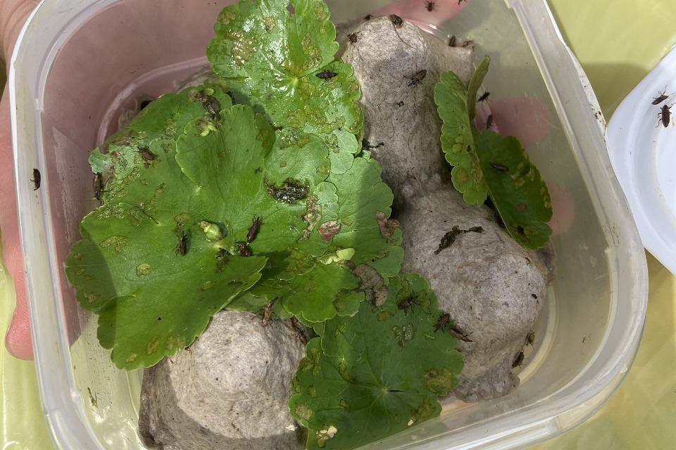 Weevil used to control floating pennywort in the Cam Washes