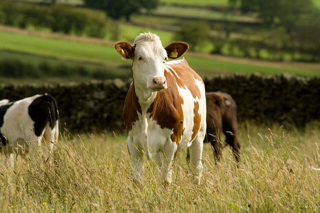 Image of a brown and white cow in a field