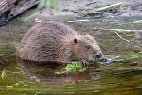 Beaver in water. 