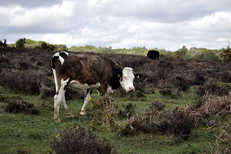 cow on the moors