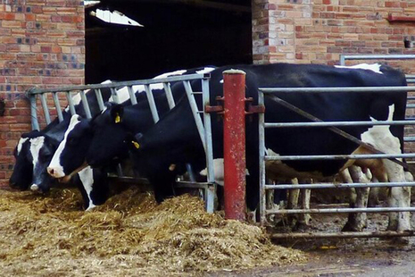 cows eating some hay