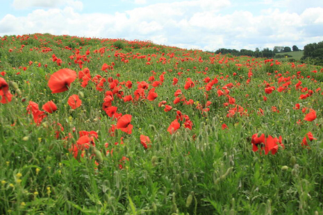 poppy field