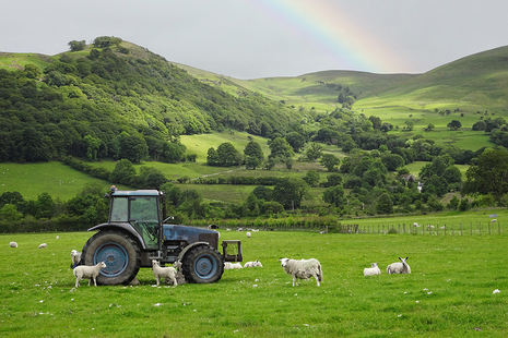 blue tractor surrounded by sheep