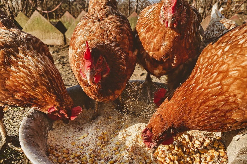 CMA clears poultry feed deal