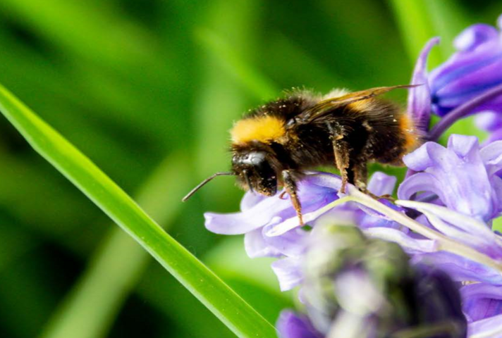 Image of a bumblebee collecting pollen from a bluebell.