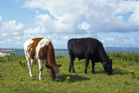 Cows grazing
