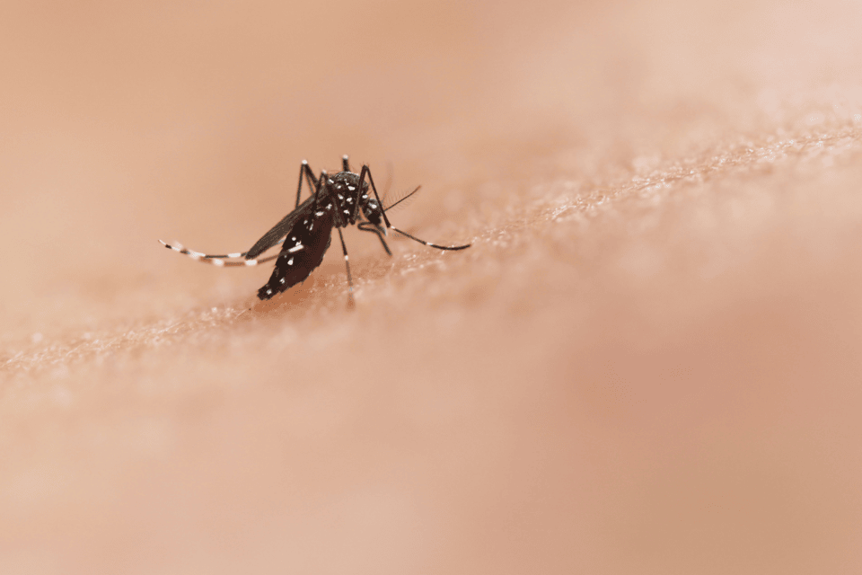 Vimkunya vaccine approved to prevent disease caused by the chikungunya virus in people 12 years of age and older 