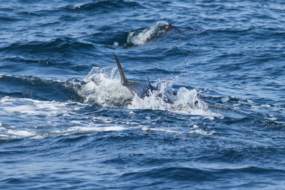 Bluefin tuna catch and release applications re-opened