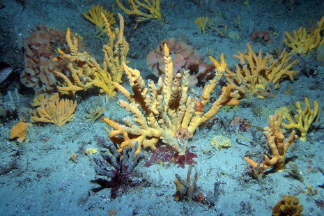 MPA protected features image