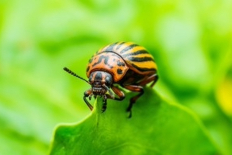 Colorado_Potato_Beetle_on_Potato_Foliage