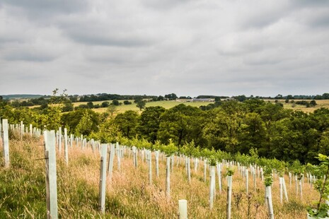 Rows of newly planted young trees wrapped in tree protectors in a field.