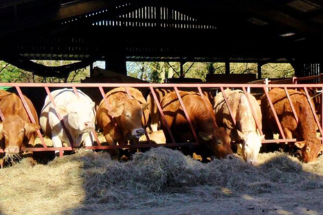 A row of cattle feeding on hay from a metal barrier feeder inside a shaded barn. Sunlight highlights the cows at the front, while the background is dimly lit. The cows are of various colours, including light brown, reddish-brown, and white.