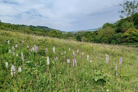 Photograph of a field with wild flowers with a hedgerow in the distance and a valley beyond.