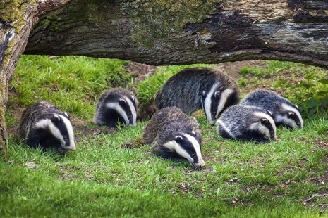 Photo of a badger sow and cubs feeding in woodland 