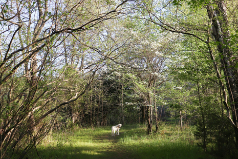 A dog in an English woodland. Photo by Laura Roberts on Unsplash.