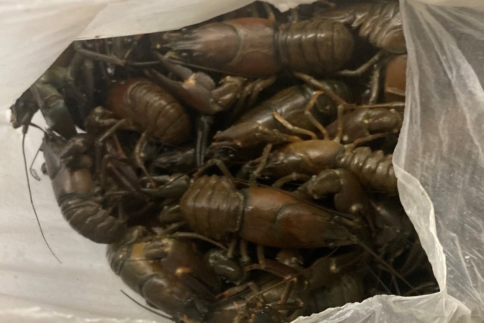North East man sentenced for illegal crayfish trapping