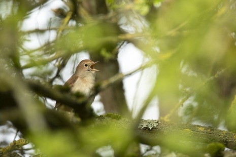 Photograph taken through foliage of a nightingale in a tree with its beak open, singing.