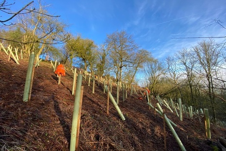 Photograph of the side of a hill that has been cleared and planted with saplings.