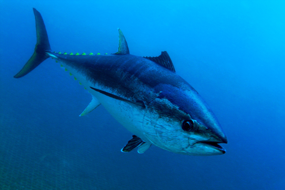 MMO holds events to support compliance of recreational bluefin tuna fishery permit holders