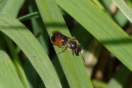 Photograph of a red-girdled mining bee on a green blade leaf.