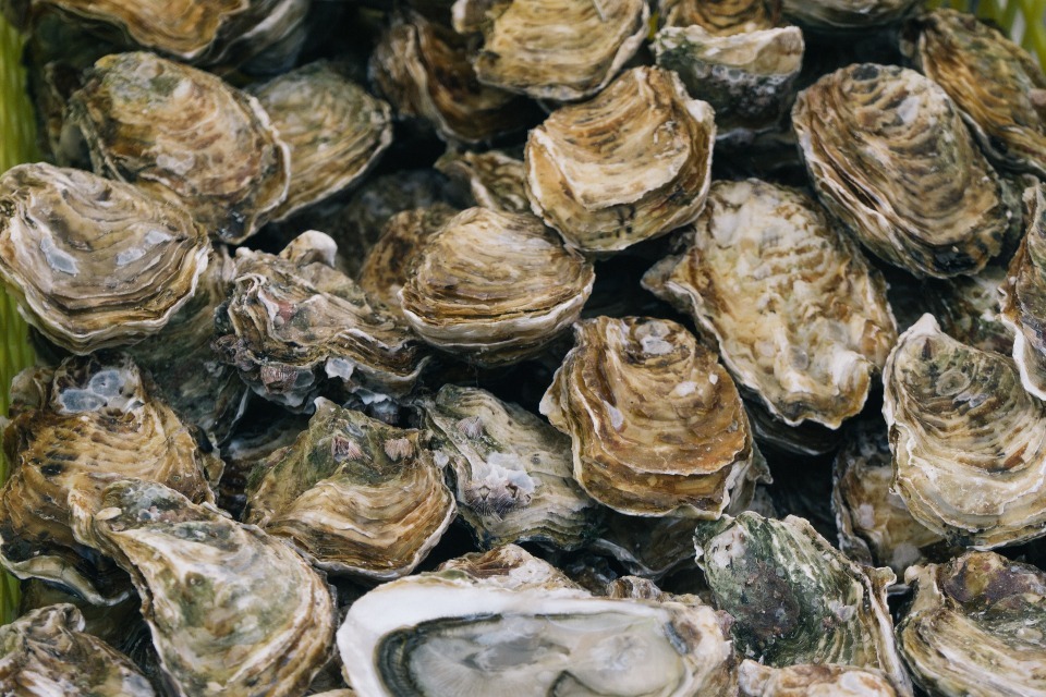 Oyster herpesvirus disease outbreak confirmed in Humber Estuary