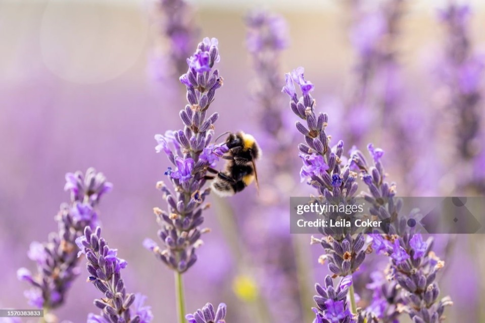 Government takes action to protect bees from pesticides