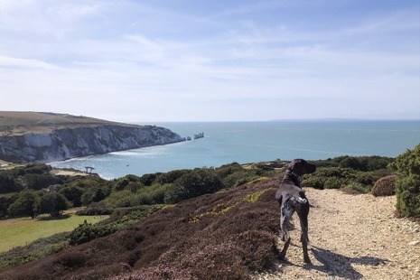 Photograph of the footpath at Headon Warren with the sea and cliffs in the background and a large dog in the foreground.