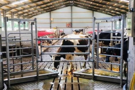 One successful Feasibility project, led by Hoofcount with the UK Agritech Centre and the University of the West of England, uses hoof imaging to detect lameness, monitor welfare, and guide treatment. 