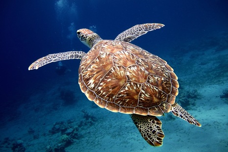 Turtle