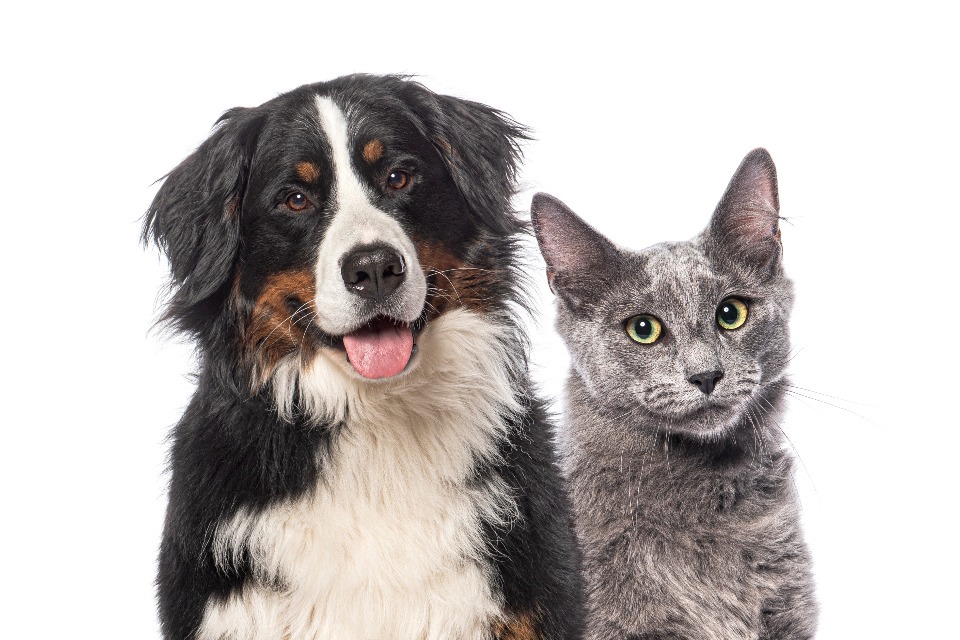 Major reforms would require vet businesses to make fundamental changes to the way they support pet owners