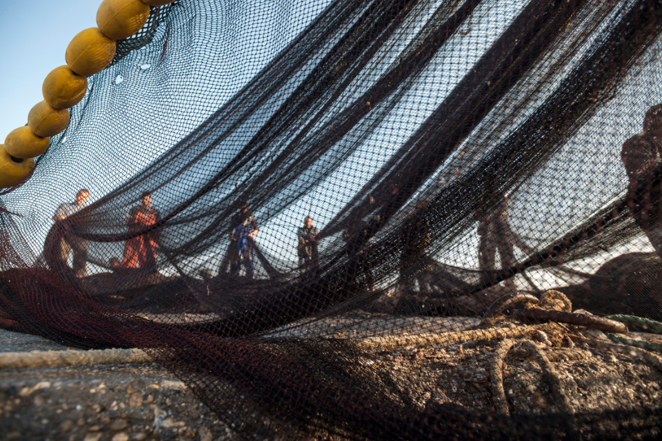 Fish, Trace, Ship for catching sector