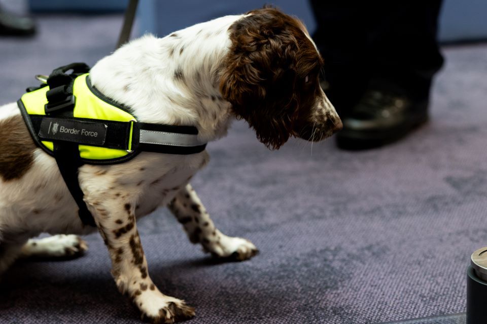 UK unleashes first dogs trained to detect synthetic opioids