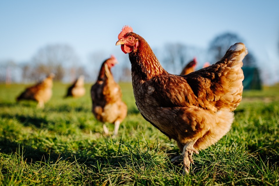 Housing measures introduced to protect poultry and other captive birds