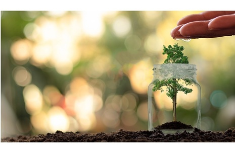 Small Plant under Glass Jar